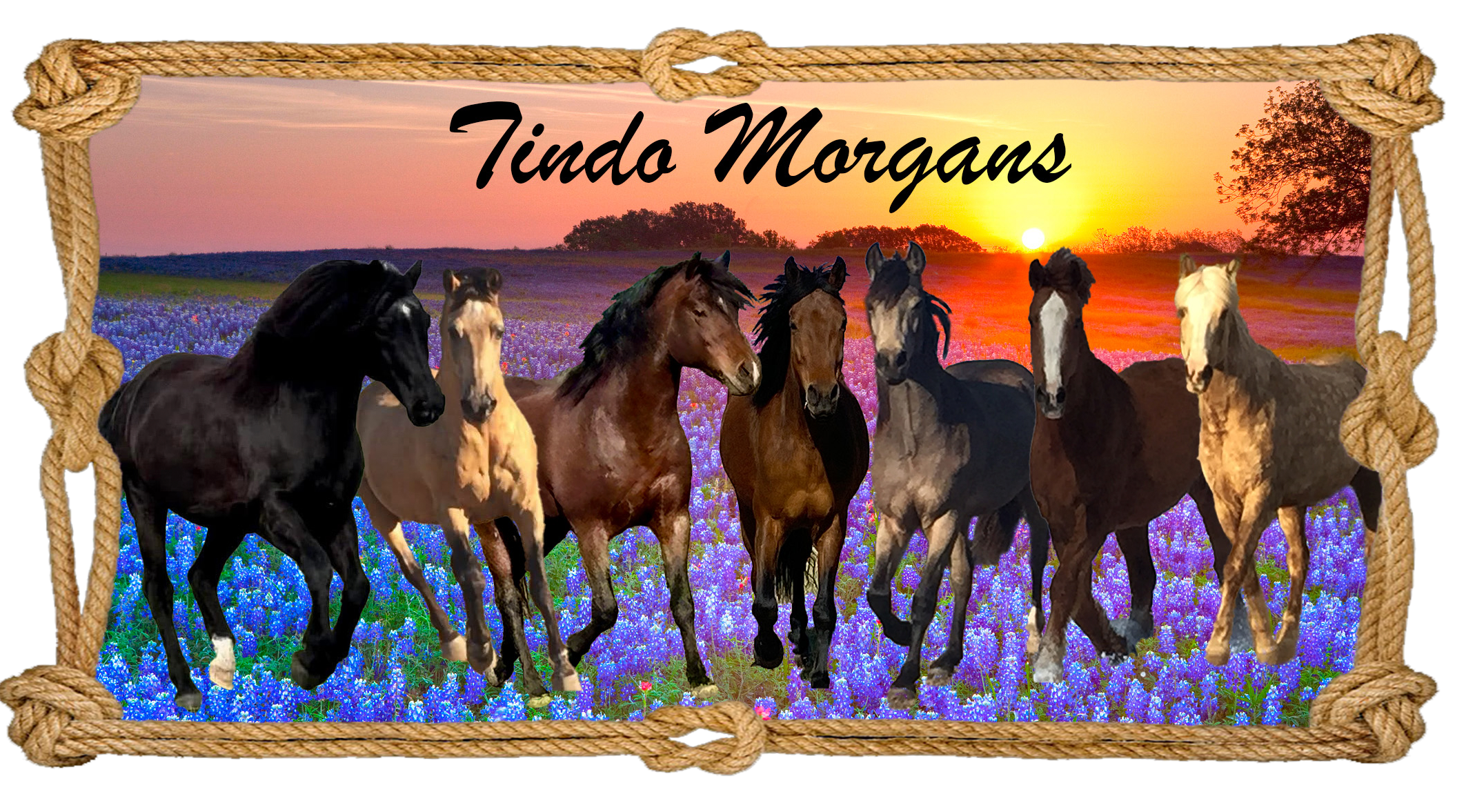 Picture of morgan horses coming toward the camera with a sunset background.