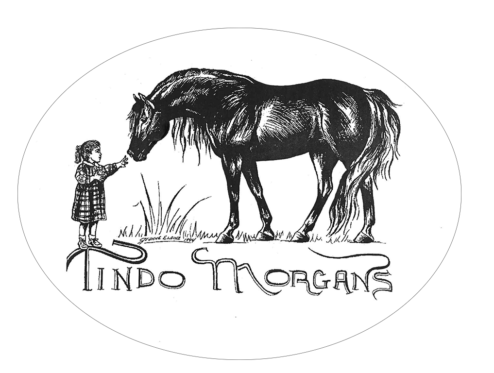 Tindo Morgans